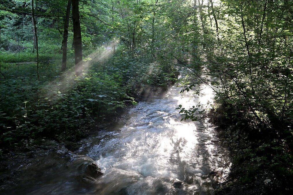 Foto Waldlichtung mit Bach