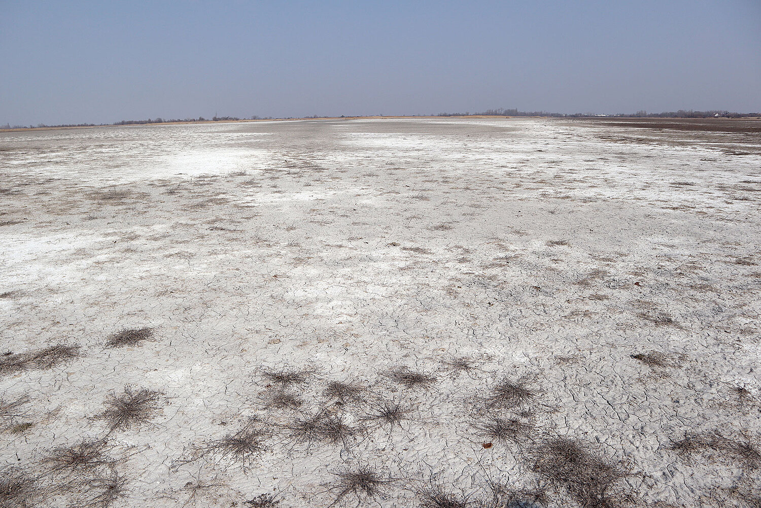 Foto Trockenheit im Nationalpark Neusiedler See