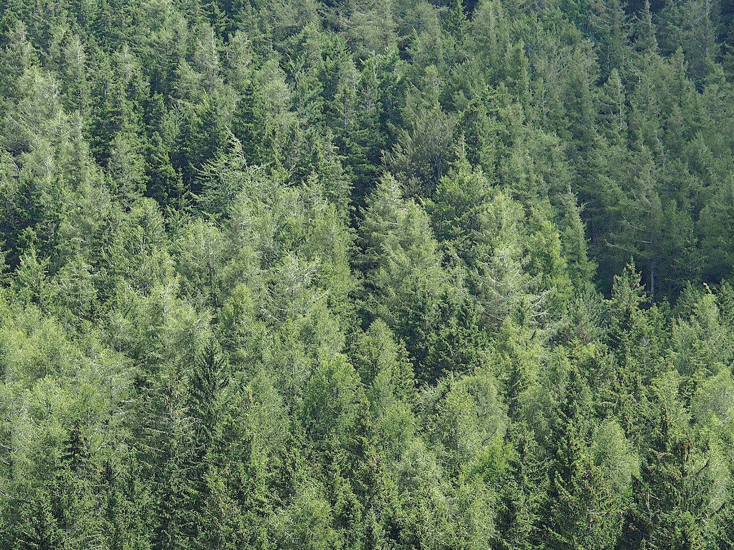 Wald auf der Hohen Wand in Niederösterreich