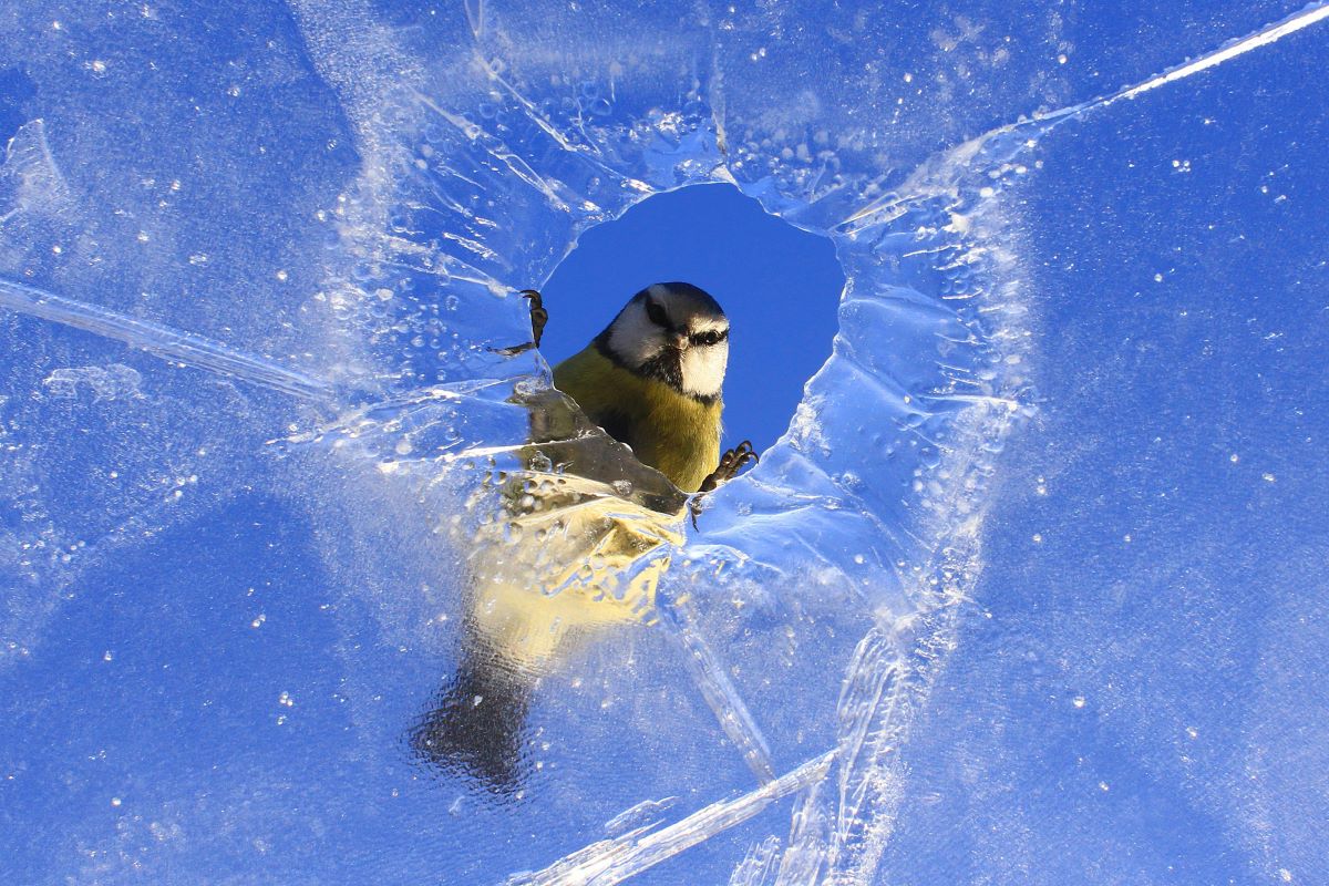 Foto Meise vor Eisloch