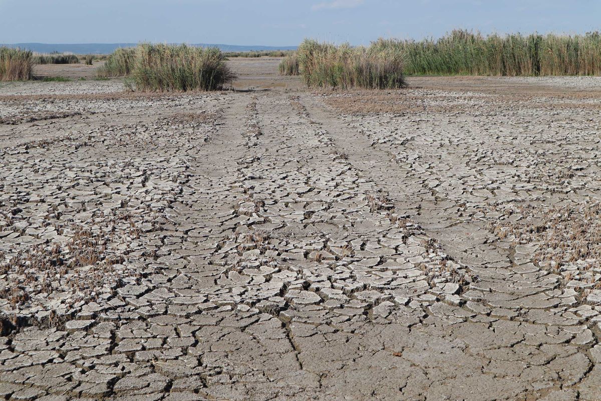 Foto Trockenheit am Neusiedler See