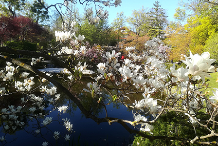 Frühling im Park.