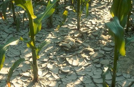 trockener Boden im Maisfeld