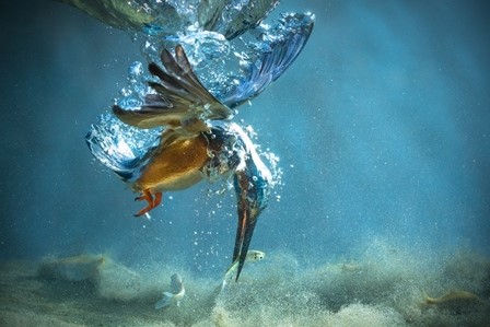 Eisvogel unter Wasser